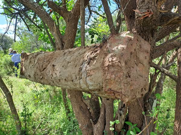 Endorois community beekeeping
